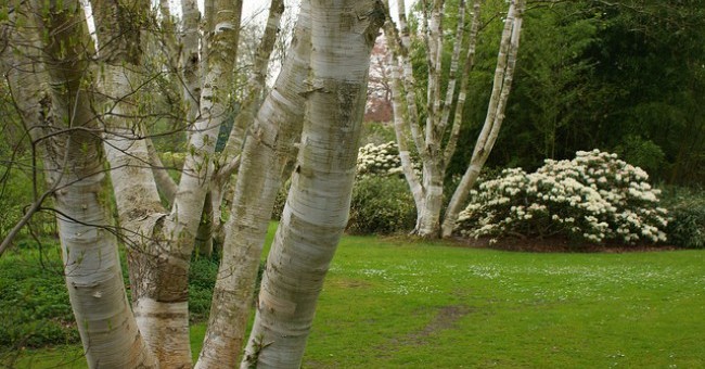 Betula